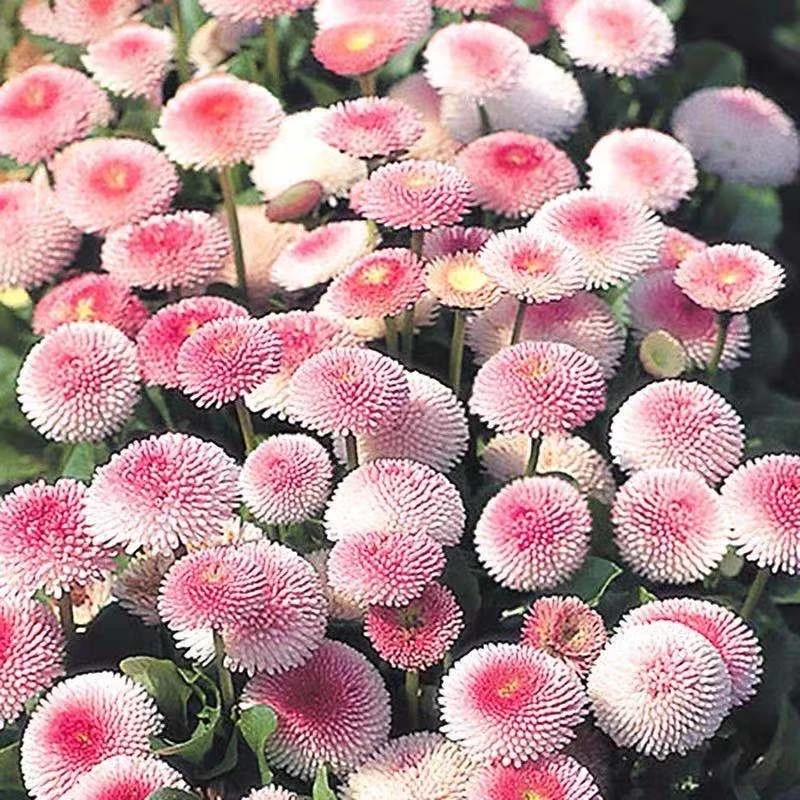 小雏菊花种子混色糖果菊花种籽子乒乓菊易花种四季开花室外花种孑