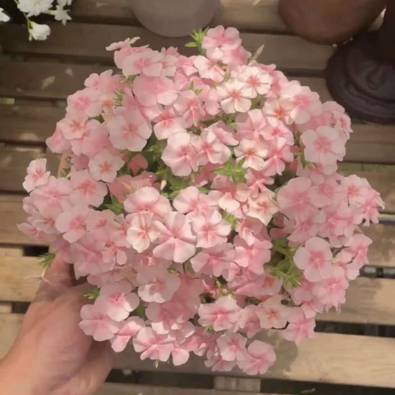 进口福禄考花种子花园阳台盆栽可作切花春季秋季播花卉种子四季