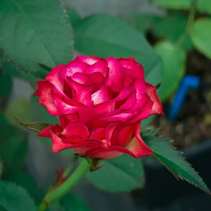 【单棵包邮】鸡尾酒会/黑暗帝国  新品红色高杯切花月季包对花期长