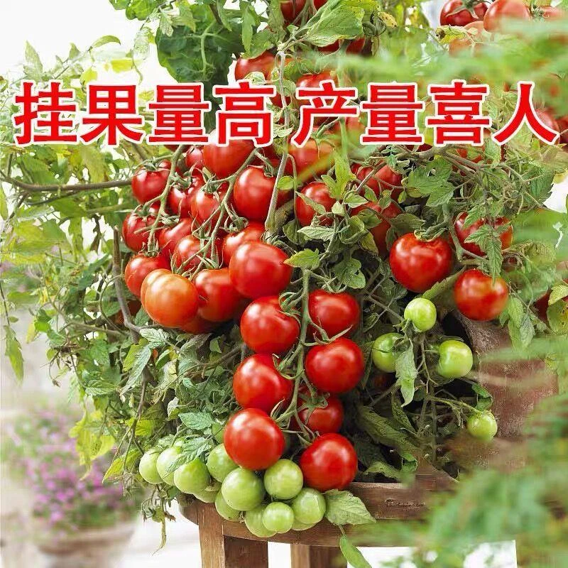 盆栽小番茄种子矮生珍珠小西红柿圣女果水果蔬菜种籽阳台庭院室内
