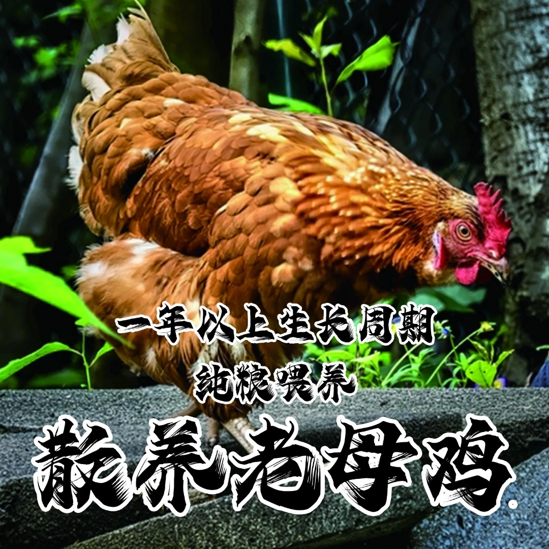 松山农场纯正散养东北跑山老母鸡一只（宰杀之后3斤左右）食用