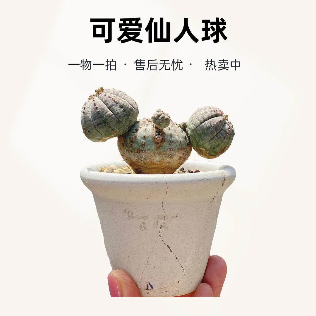 多头布纹球精品仙人球系列好养一物一拍懒人植物办公室新宠优选品