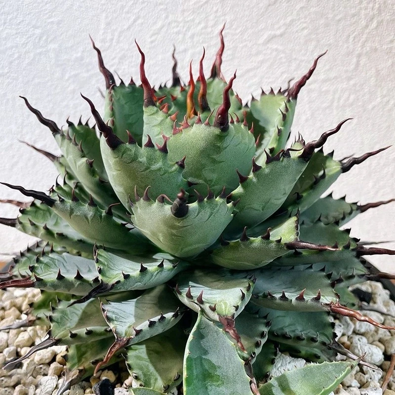 强曲刺芭蕾龙舌兰一物一拍所见所得八荒殿雷神杂交组合盆栽好养