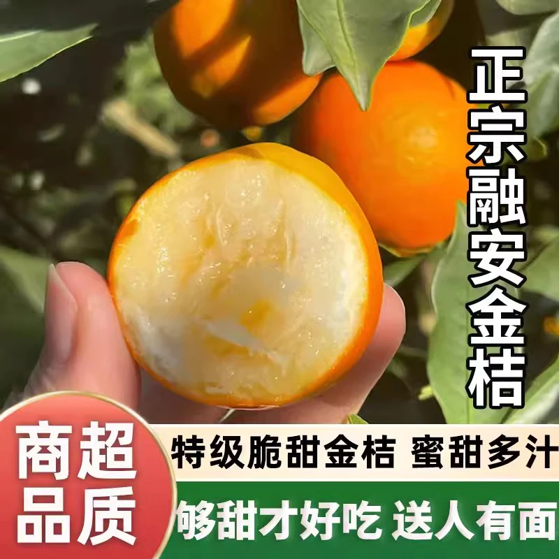 【爆甜无酸】广西融安金桔核心产区高山老树现摘新鲜水果脆甜蜜汁S