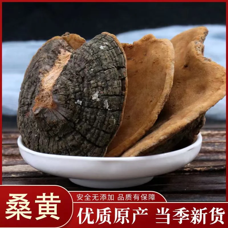 正品桑黄煲汤泡茶干货另售桦树茸泡酒泡水整朵桑树桑黄煮水散装