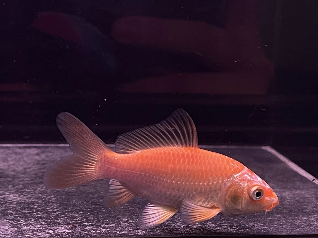 精挑蝴蝶鲤  大鳍大尾