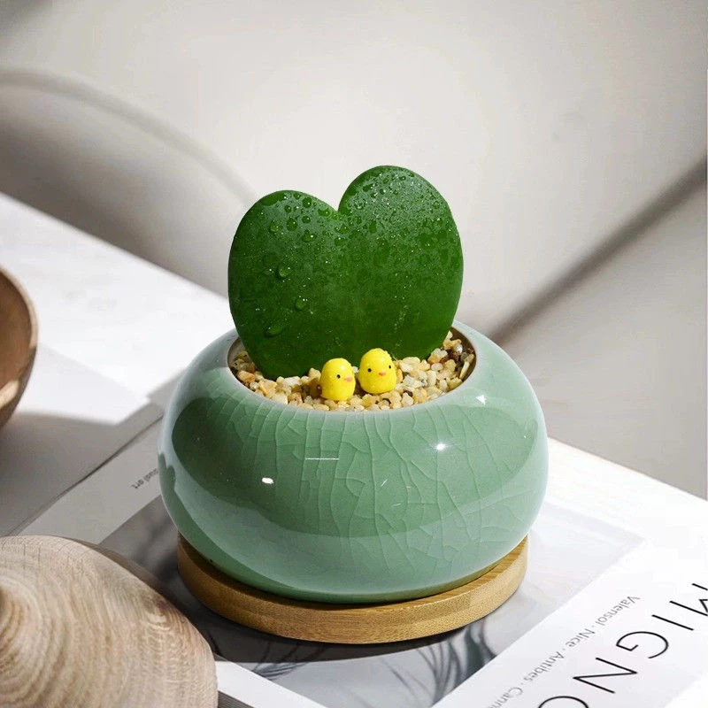 一片心多肉小盆栽办公室创意礼物室内耐阴绿植实物好养桌面植物