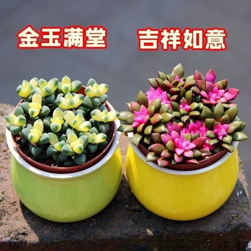 财运满满组合金玉满堂吉祥如意鸿运当头聚财山多肉植物组合套餐