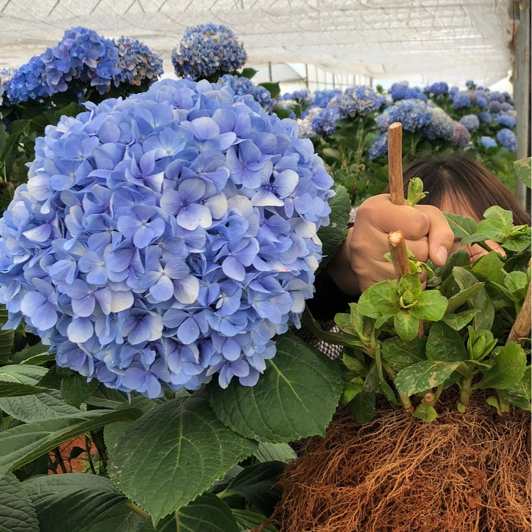 A绣球花卉盆栽地栽阳台庭院植物开花快无尽夏