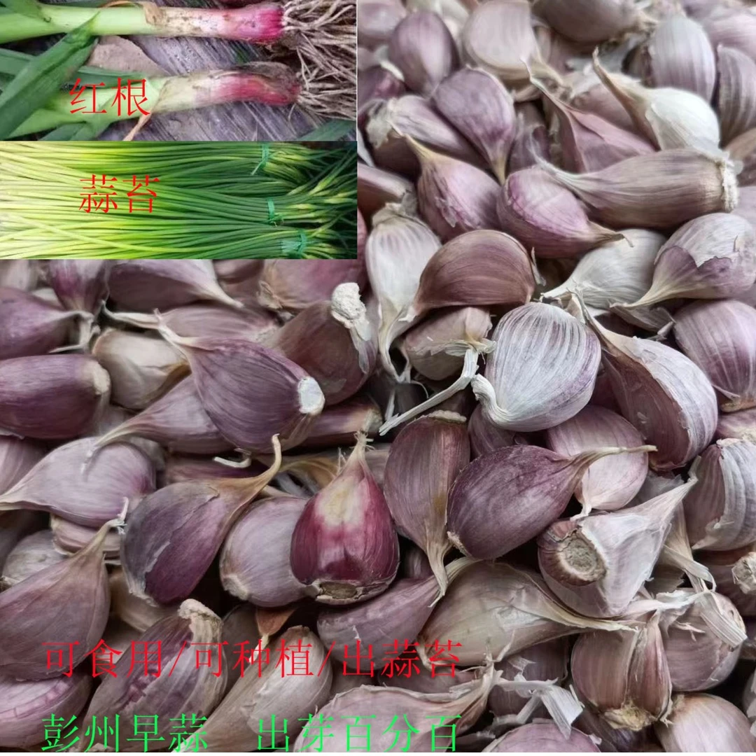 四川彭州农家早蒜大蒜红根蒜苗蒜苔青苗硬叶蒜寒蒜苔种子0.5/5斤
