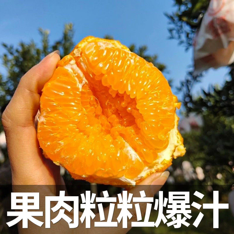5斤正宗四川眉山春见耙耙柑香甜多汁新鲜采摘橘子桔子果粒皮薄