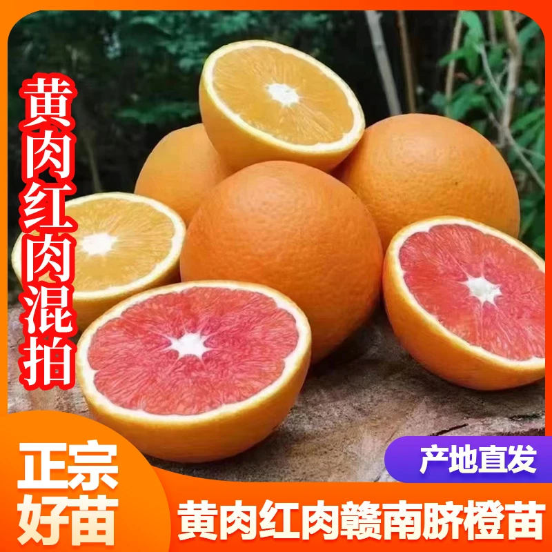 赣南脐橙苗纽荷尔黄肉卡拉血橙红心苗黄心脐橙苗