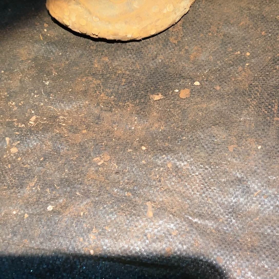 ?****?阿金尼仙女杯多肉。