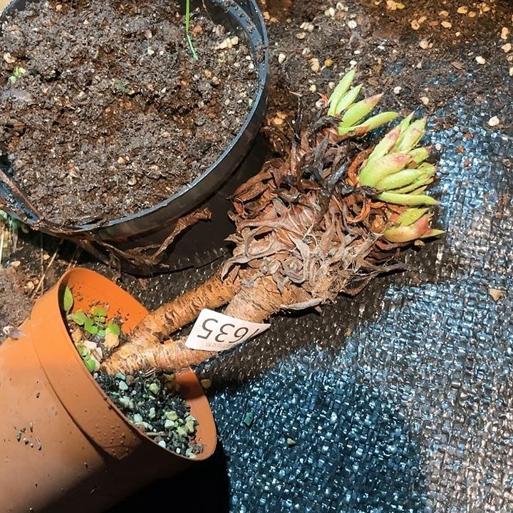 绿苹果叶仙女杯多肉