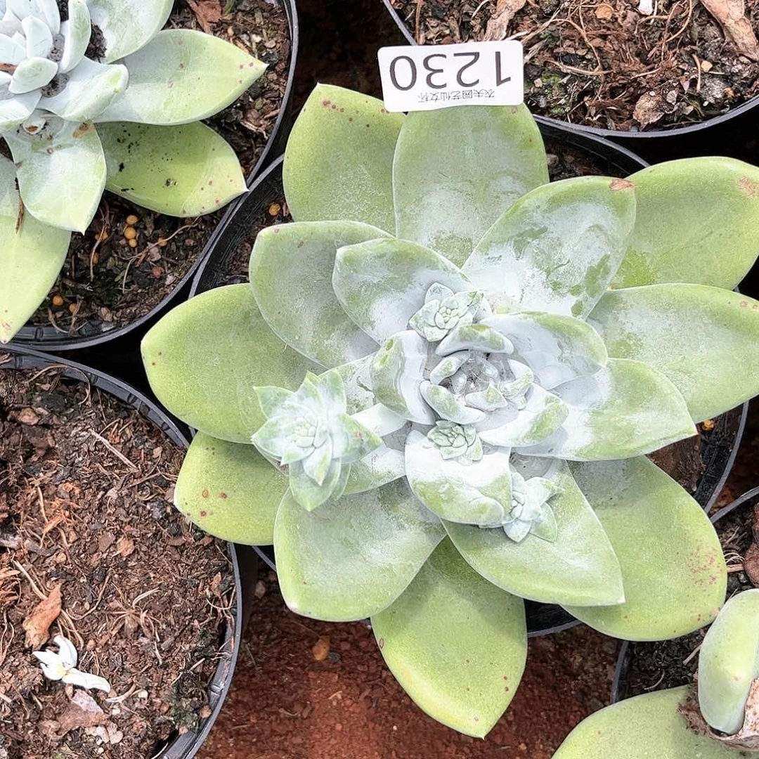 S****e山姆杂交拇指三代