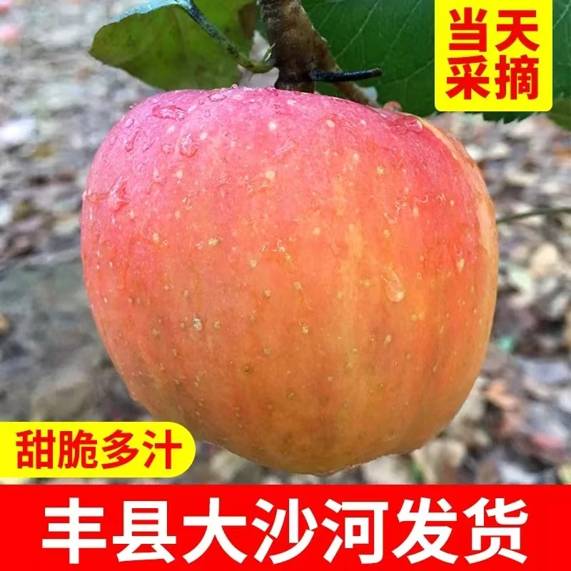 【爱心助农】新鲜水果徐州丰县大沙河红富士苹果脆甜多汁