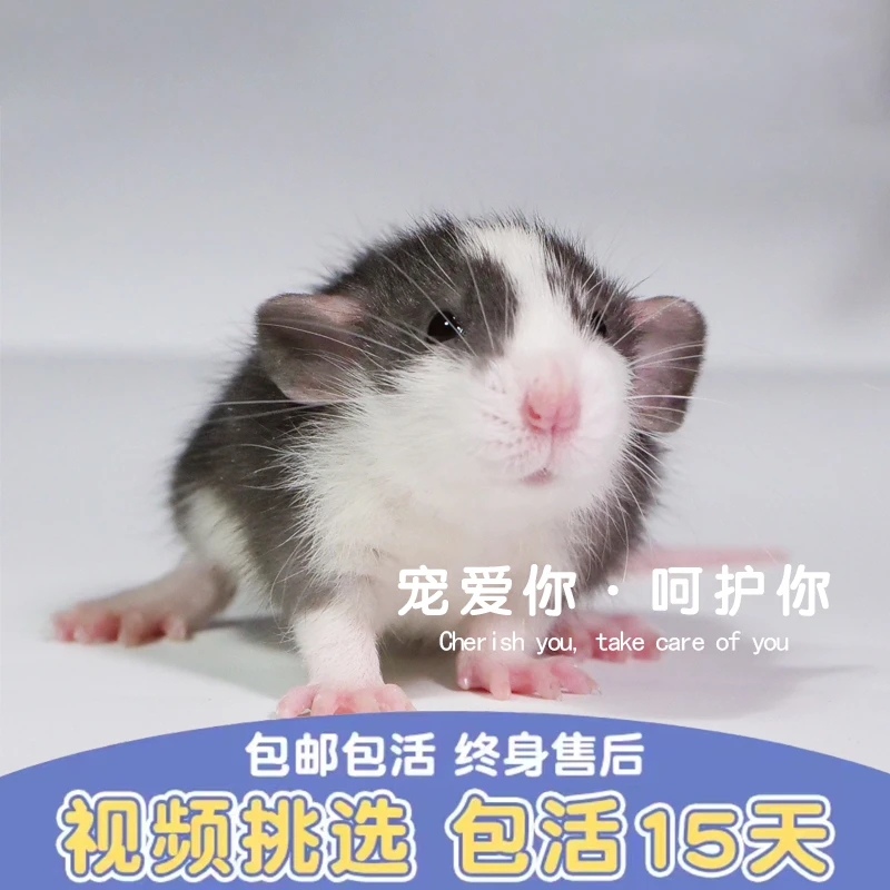 哼哼唧唧花枝鼠【到货死亡赔付】宝宝亲人可爱粘人正脸哈卷毛