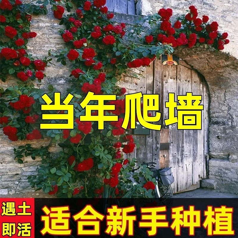 爬藤月季花苗四季开花藤本月季蔷薇花苗爬藤庭院大花阳台花卉盆栽