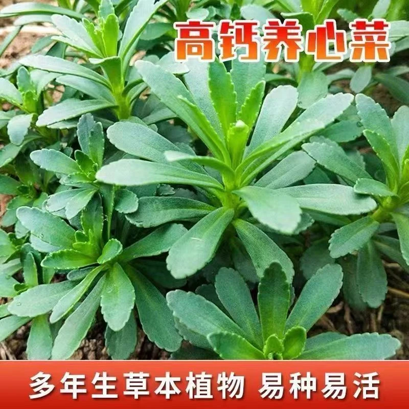 【四季可种】养心菜种子高钙救心菜室外可盆栽退三高植物蔬菜籽秋播