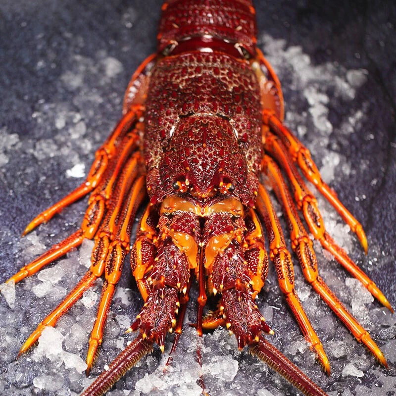鲜活澳龙/澳洲纽龙野生大龙虾1-5斤顺丰空运直达包鲜包肥新鲜饱满