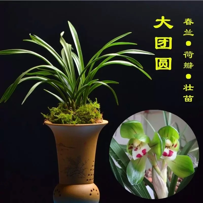 兰花苗春兰矮种【大团圆】经典正格荷瓣花浓香型好养殖室内绿植花卉