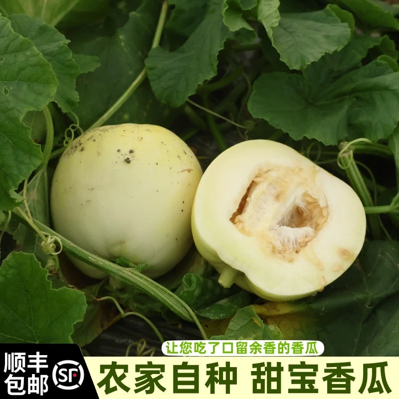顺丰包邮农家自种农家肥绿色生长美农甜瓜香瓜3斤5斤