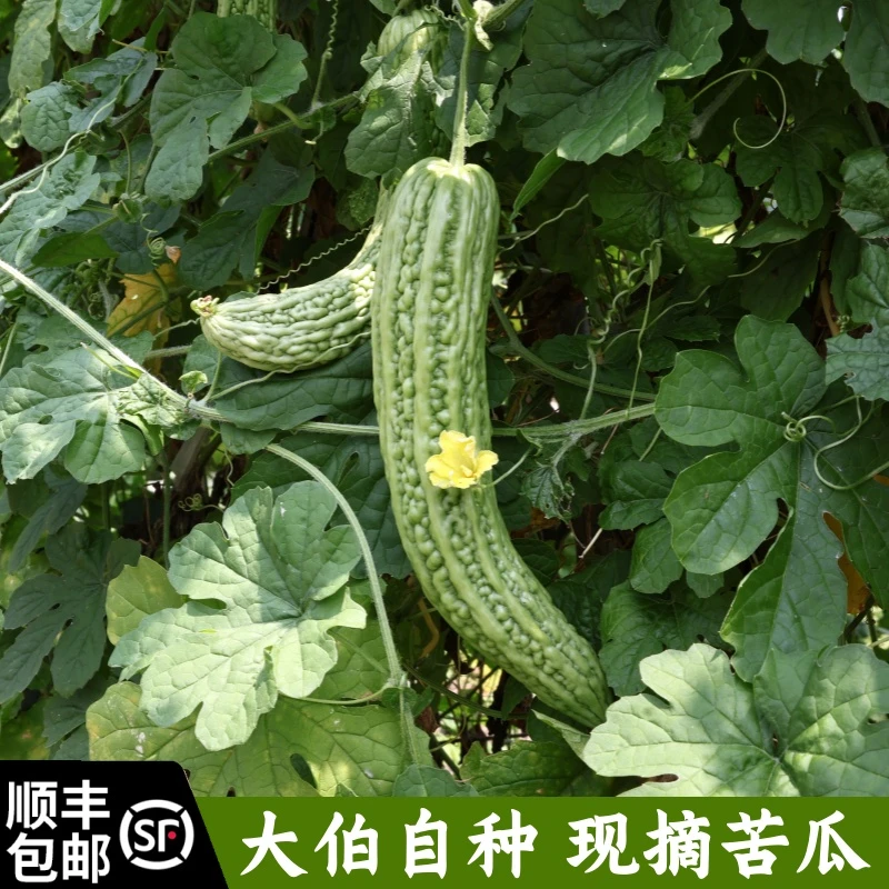 顺丰包邮大伯自种苦瓜新鲜嫩脆苏北特产时令蔬菜5斤
