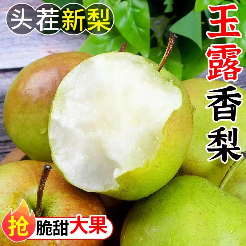 山西玉露香梨新鲜梨子农家当季水果现发整箱包邮甜脆多汁酥梨特产