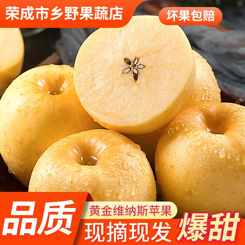 威海黄金维纳斯苹果产地直发新鲜现摘多汁脆甜当季水果自家果园