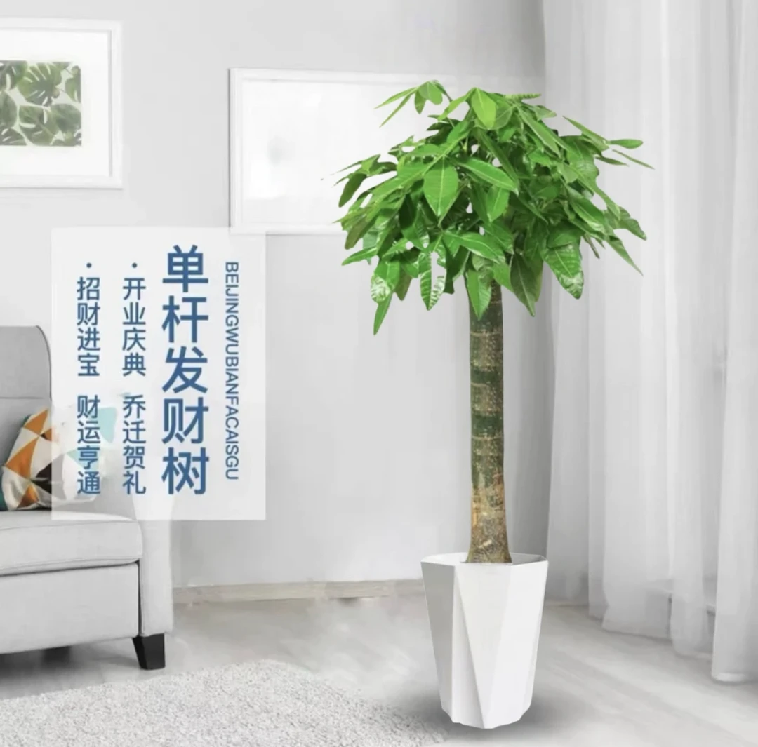 1.2-1.3米发财树客厅大盆栽摆客厅招财树乔迁开业送礼