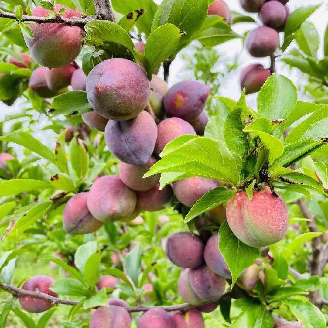 吉林新鲜桃李子鸡心李子每单净重三斤五斤顺丰包邮