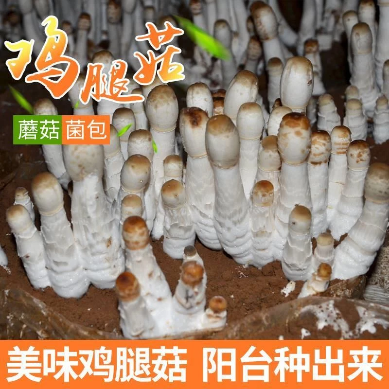 蘑菇种植鸡腿菇食用菌菌包蘑菇种植菌包阳台趣味种植包邮蘑菇菌棒