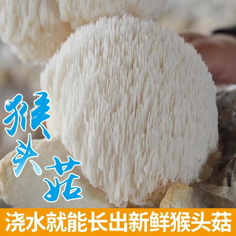 蓉城菌业猴头菇菌包种蘑菇菌包菌棒盆栽食用菌家庭蘑菇种植菌包