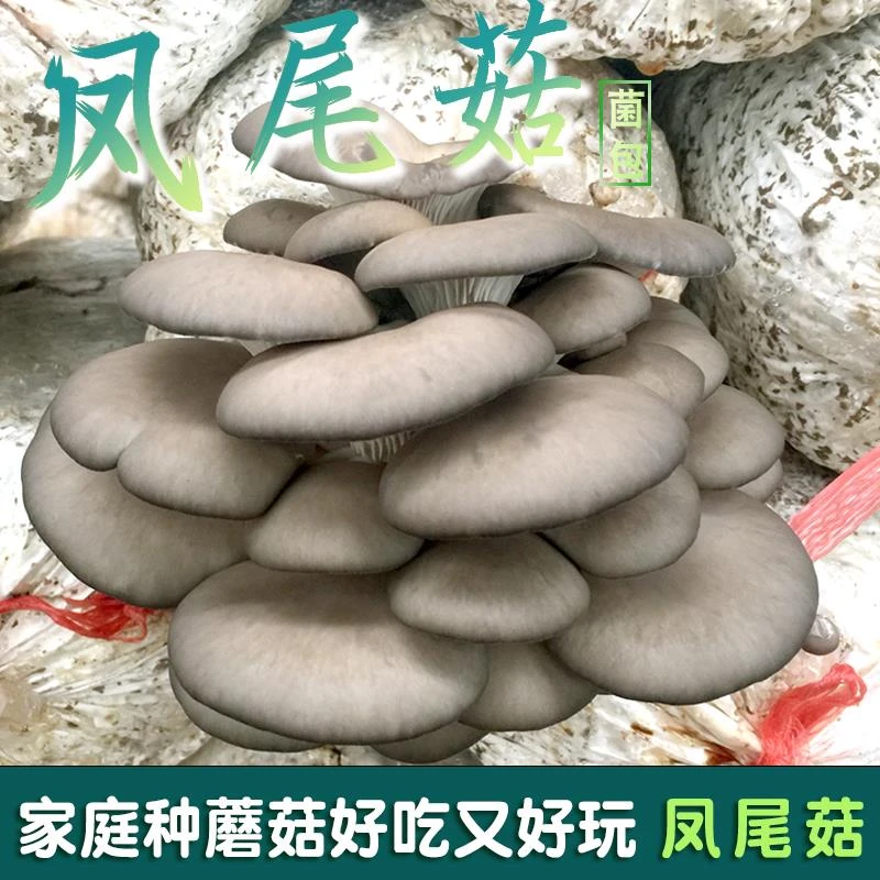 凤尾菇蘑菇菌棒食用菌阳台盆栽袋家庭儿童学校网红四季种植菌包