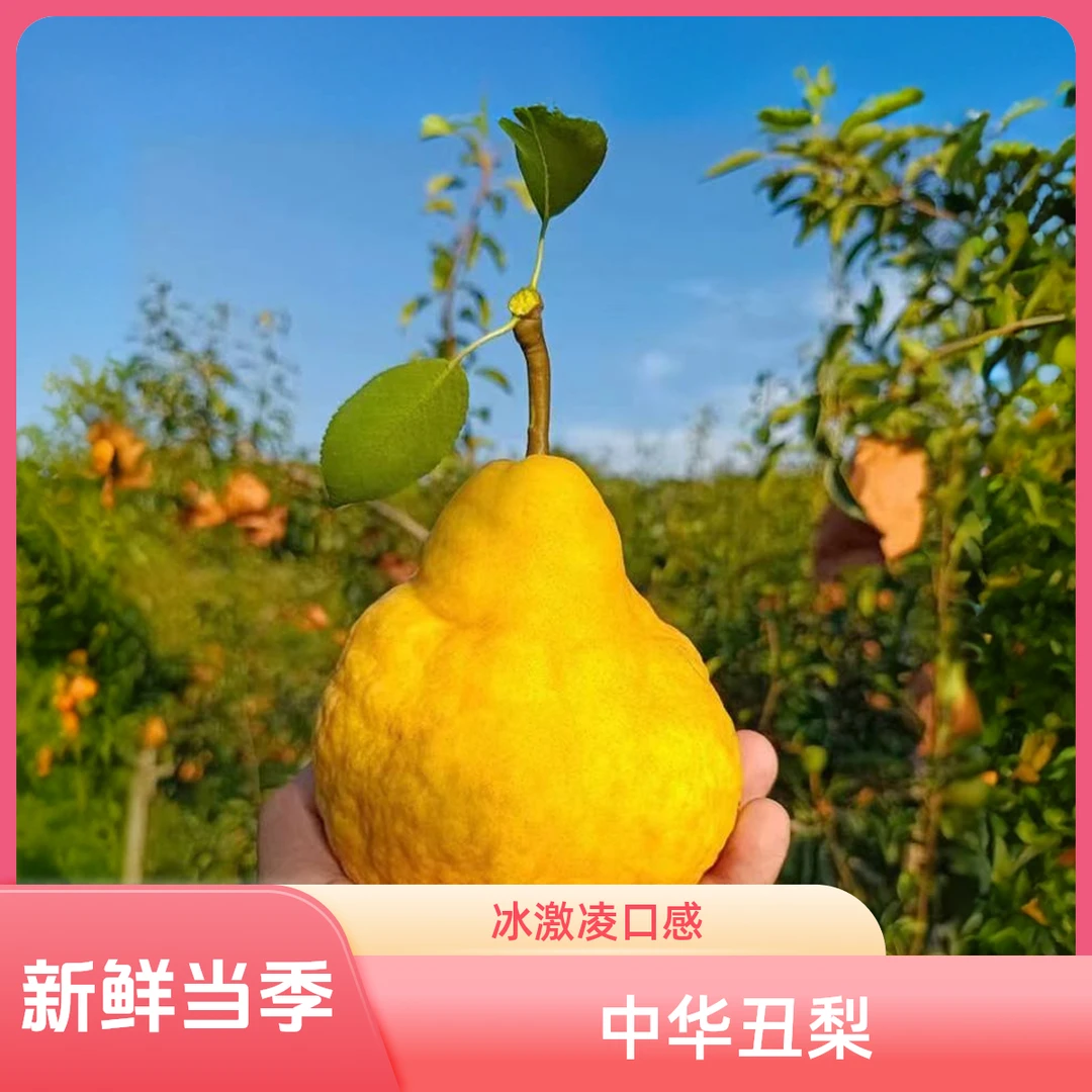 烟台中华丑梨4.5山东莱阳佛手太婆大头梨新鲜水果当季梨子整箱