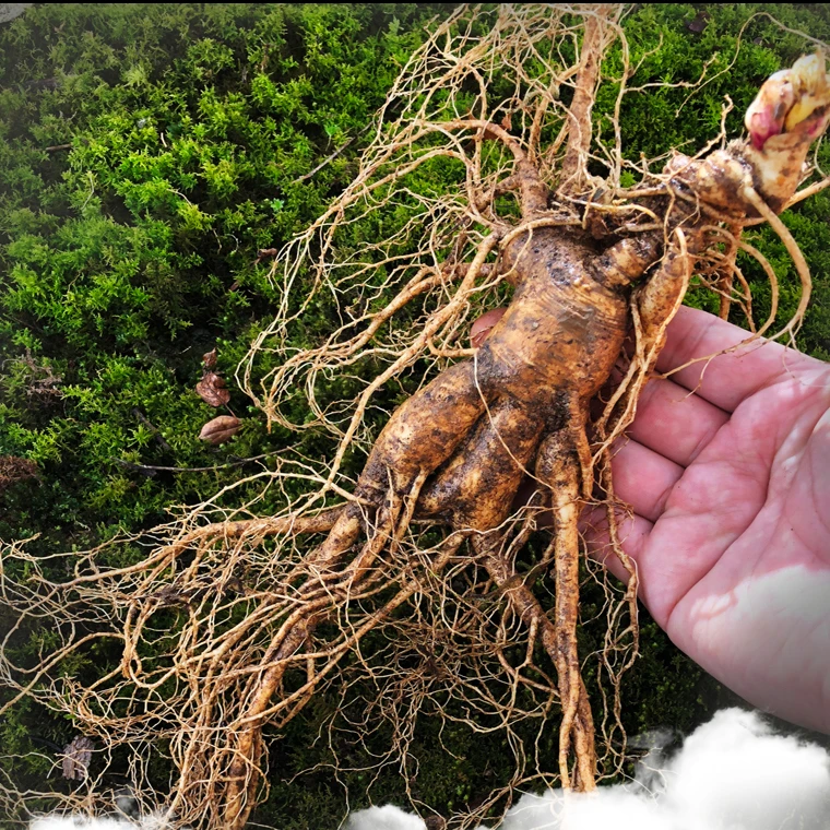 一物一拍人参长白山直播林下参新鲜移煲汤泡酒炖汤趴货