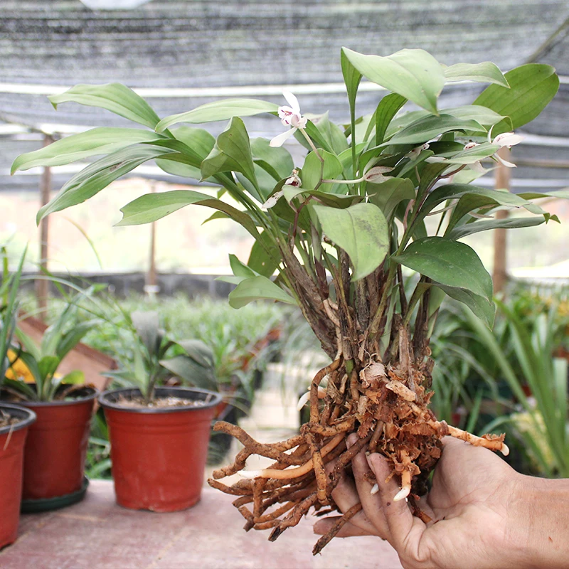 云南兔耳兰 矮脚兔耳兰 趣味兰花 客厅 室内 庭院