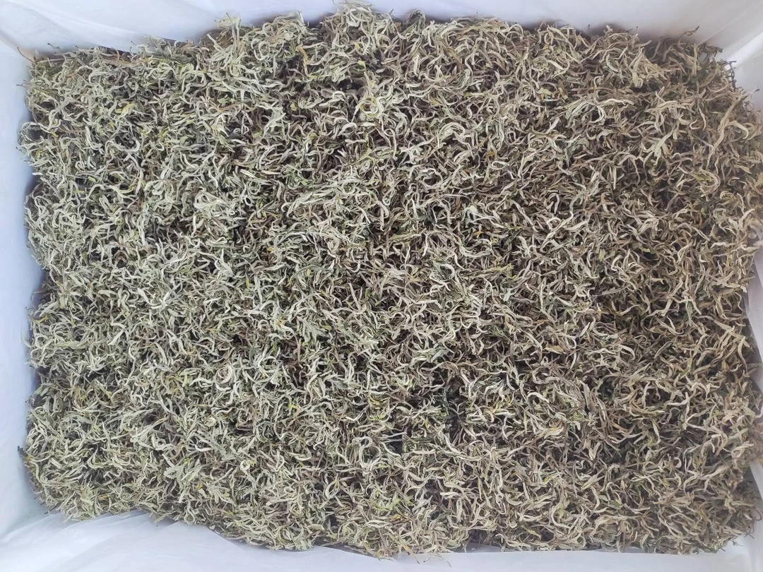 云南甘露春尖绿茶西北罐罐茶专用十号一级壹