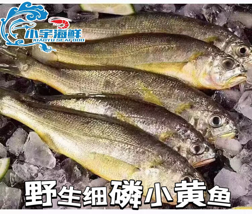 吕四纯野生小黄鱼