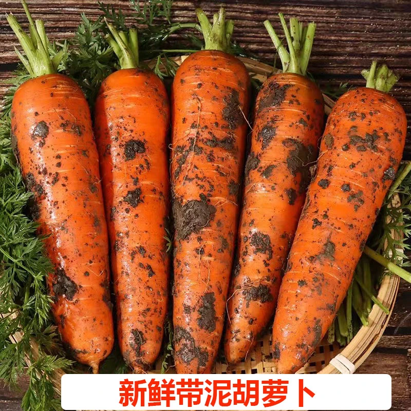 新鲜带泥胡萝卜沙地水果萝卜3斤5斤生吃酥脆香甜农家自种现拔现发