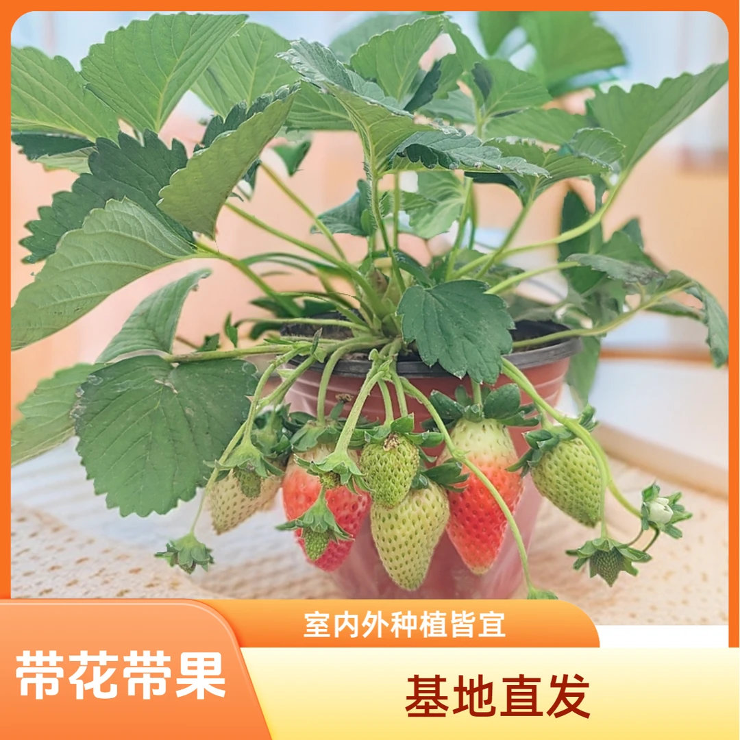 带花带果盆栽草莓苗1盆/2盆草莓种植基地直发【吴小罗草莓苗】
