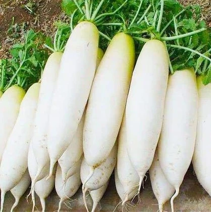 白萝卜约2000g