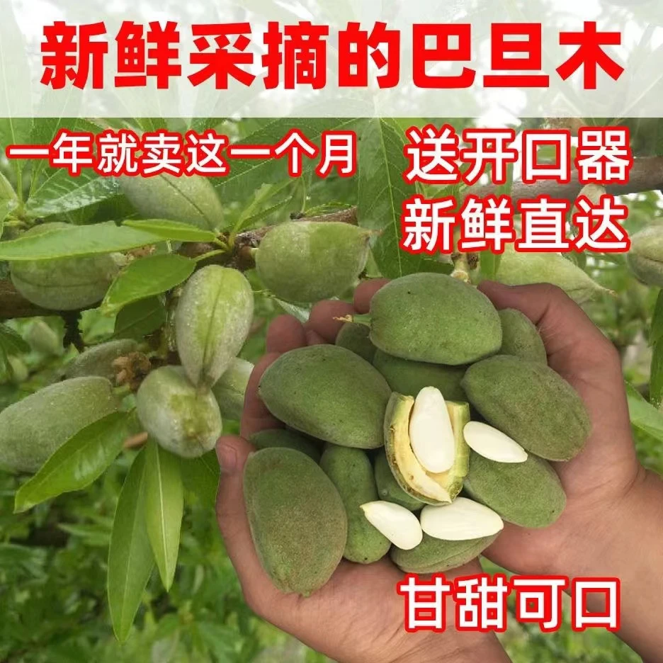 非青橄榄现在新鲜青皮甘甜巴旦木带壳生吃巴达木1000g采摘