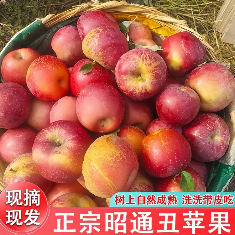 现摘现发正宗云南昭通冰糖心丑苹果脆甜多汁新鲜水果整箱包邮5/10