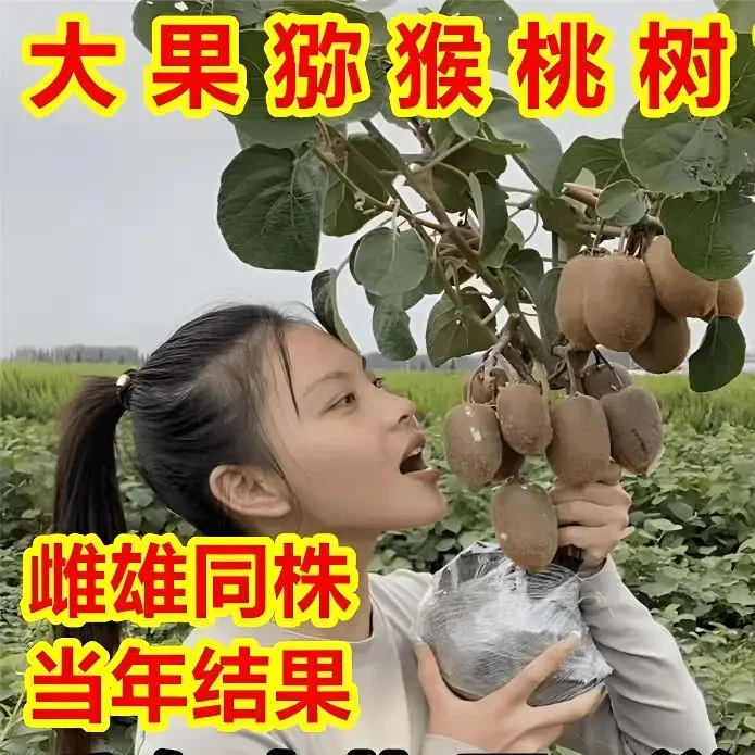猕猴桃树苗公母同株嫁接成活超甜大果南北方种植盆栽地栽当年结果
