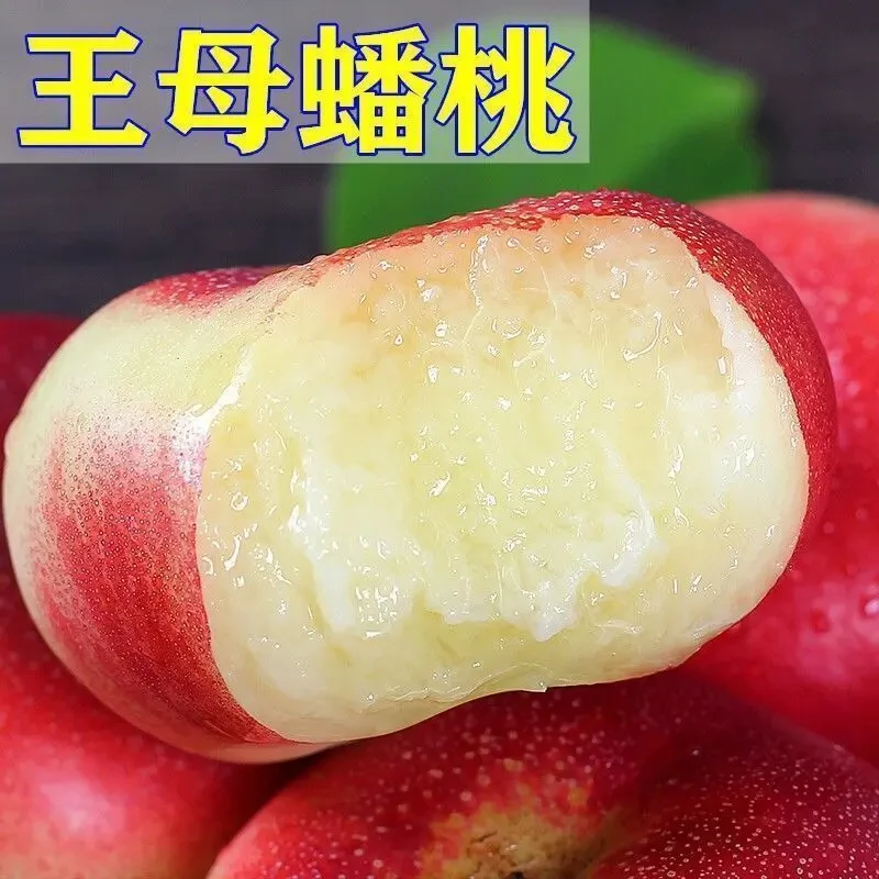 王母蟠桃树苗嫁接蟠桃树苗南方北方种植丰产当年结果庭院栽植苗木