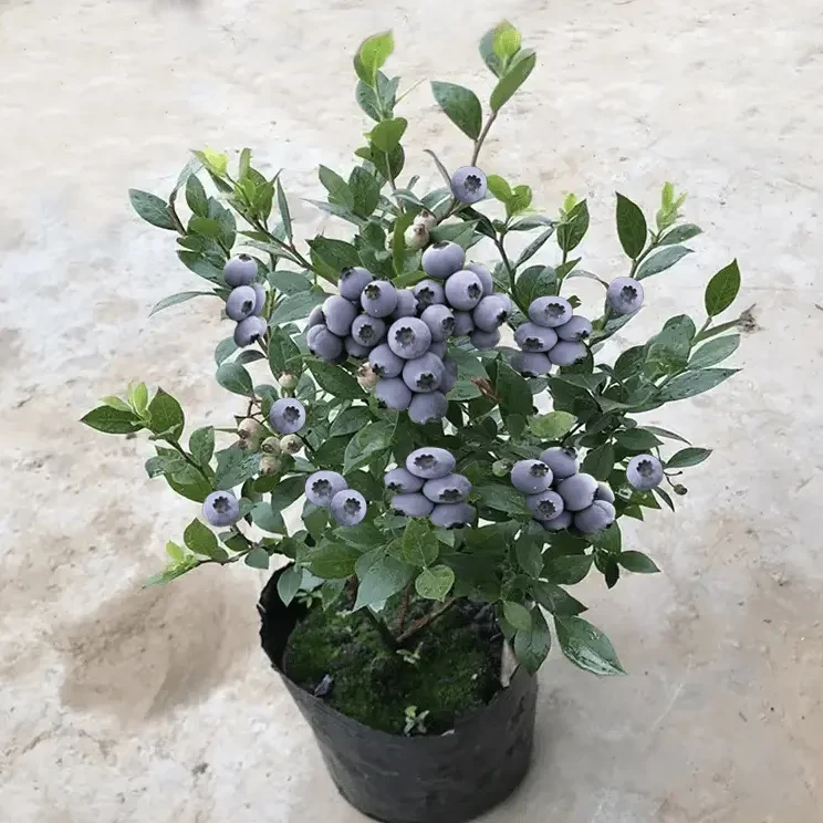 【当年结果蓝莓苗】蓝莓树果苗 盆栽地栽庭院阳台果树南方北方种植