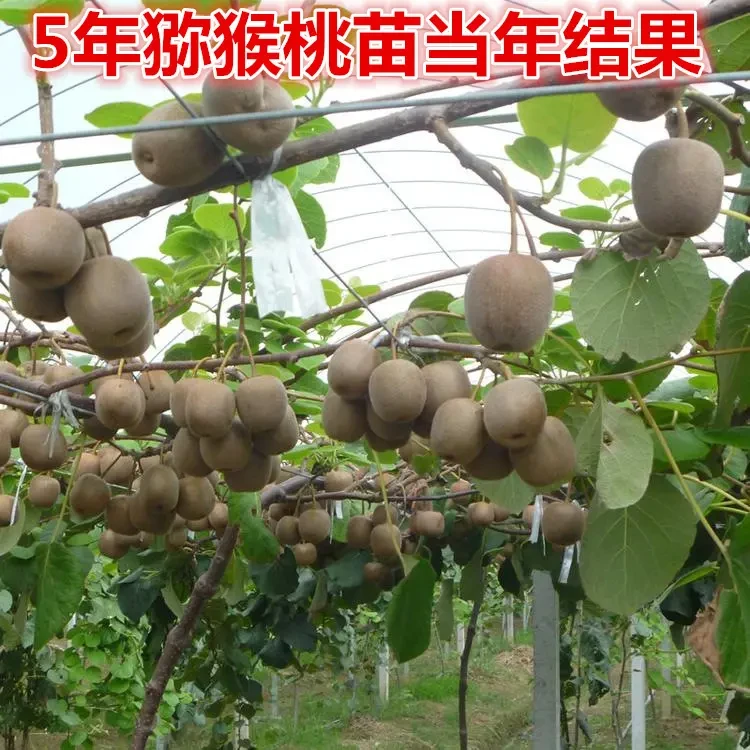 嫁接金黄猕猴桃苗肉质细嫩红心徐香软枣猕猴桃树苗晚熟当年结果