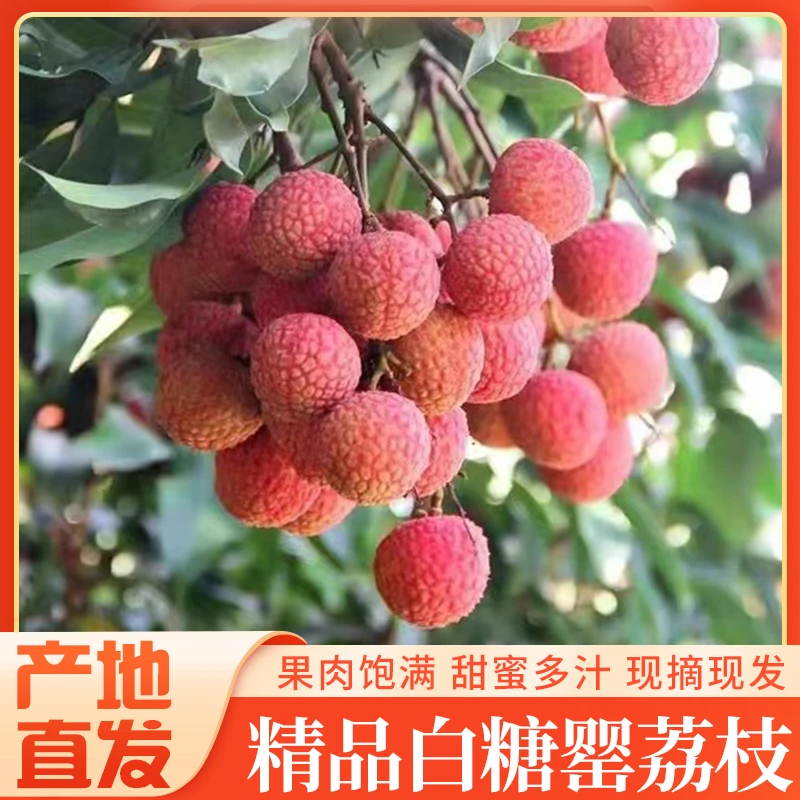 【跨越空运/专运】广东茂名高州白糖罂荔枝 现摘现发