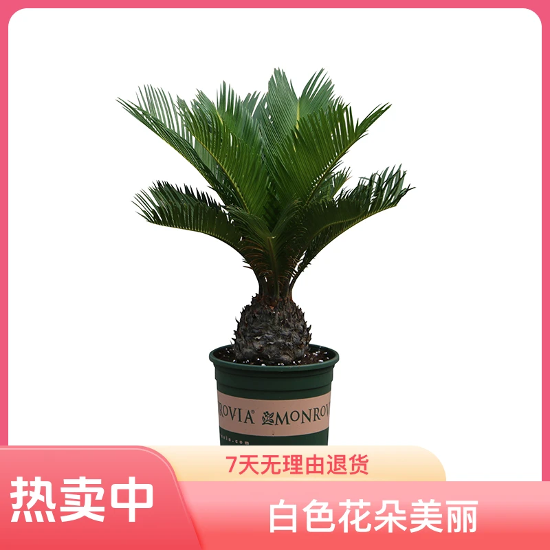 铁树盆景养植开花发芽土壤四季常青生长含盆简约庭院自然盆栽北方